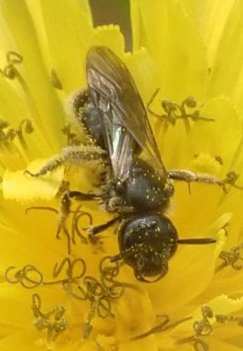Lasioglossum sp.